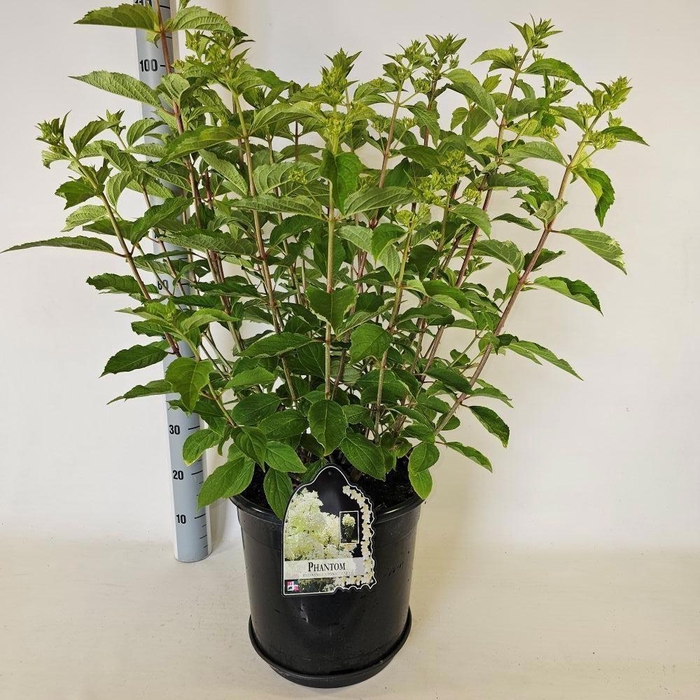 <h4>HYDR PANICULATA</h4>