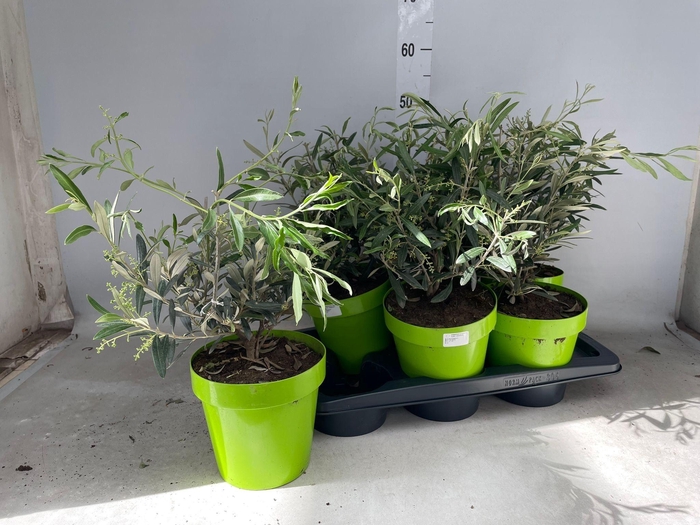 <h4>OLEA EUROPAEA</h4>
