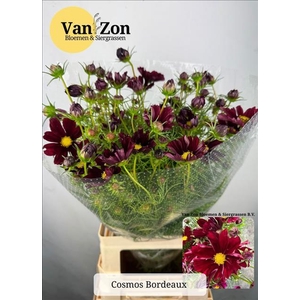 Cosmos Bipinnatus Red
