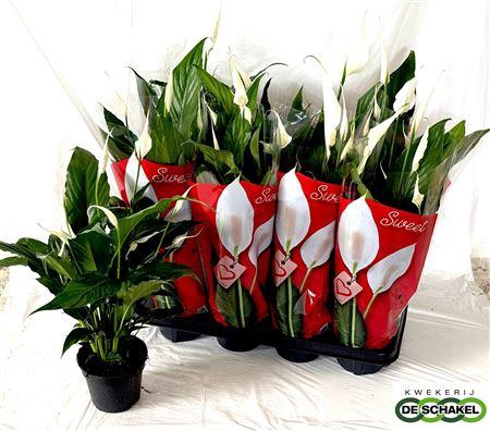 <h4>Spath Sweet Chico 6+</h4>