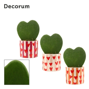 Hoya Kerrii 6 cm Single in Noura (Bubblicious-collection)