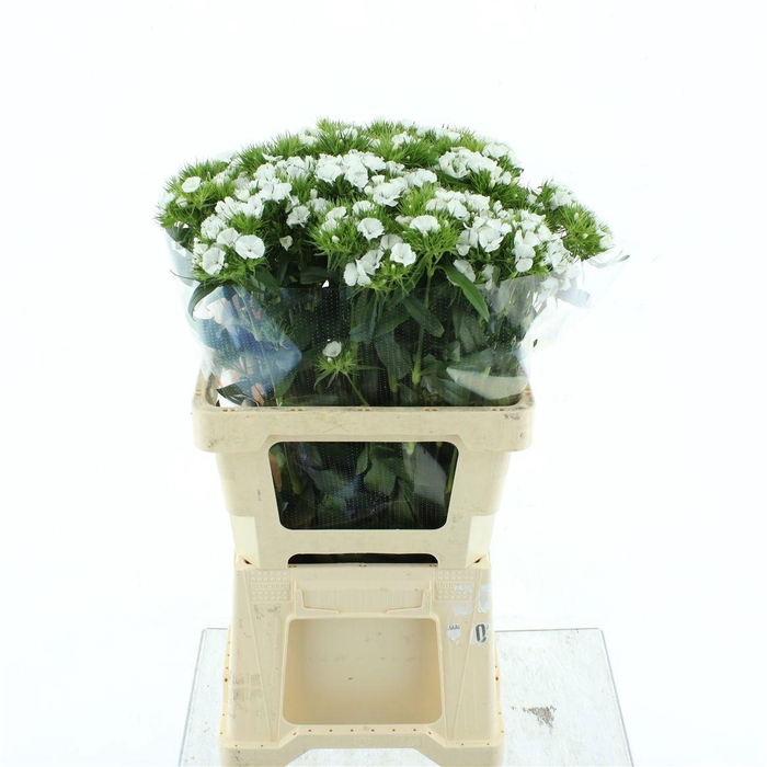 <h4>DI BARB DUKE BRE</h4>