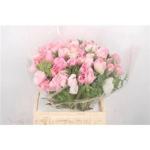 Anem Mistral Hanoi Super