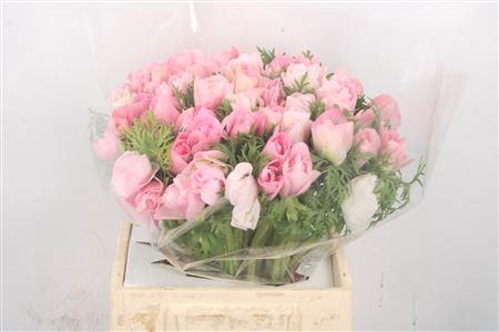 <h4>Anem Mistral Hanoi Super</h4>