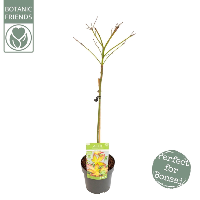 Acer palmatum Little Princess