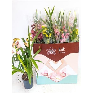 Cymb Gemengd 2 Branche