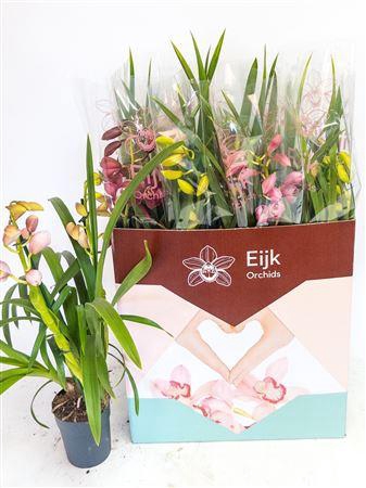 <h4>Cymb Gemengd 2 Branche</h4>