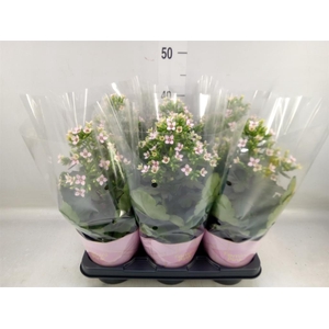 Kalanchoe blos. 'Feminine Pink'