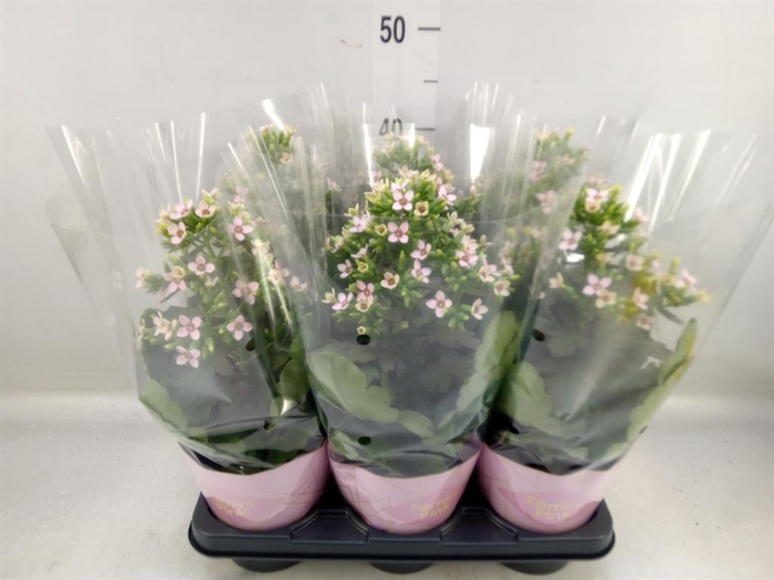 <h4>Kalanchoe blos. 'Feminine Pink'</h4>