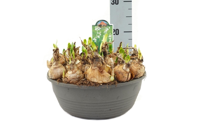 <h4>Leucojum aestivum</h4>