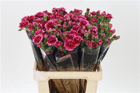 <h4>Di Tr Berry X10</h4>