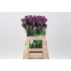 Dianthus ST 'Hypnosis'