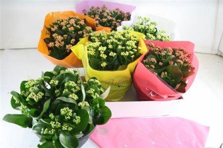 <h4>Kal Ge Gem 6 Kl</h4>