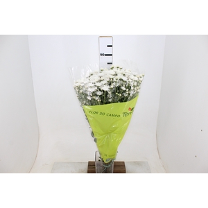 CRISANTEMO SANTINI DESMONT 080 CM