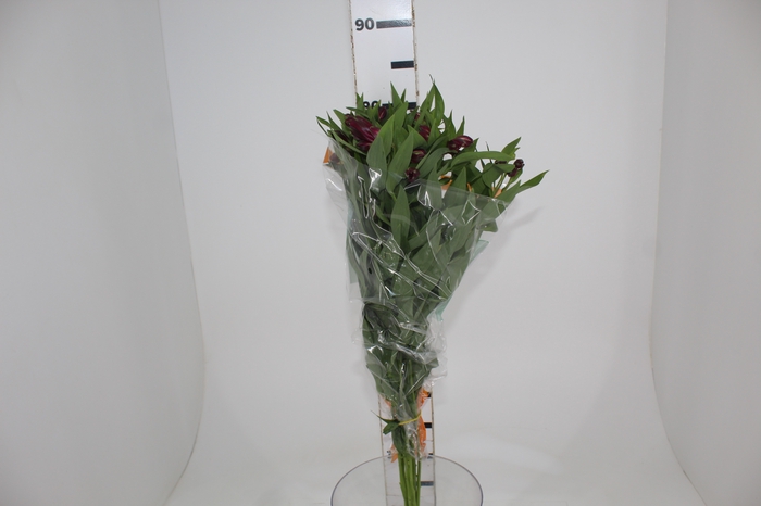 <h4>ALSTROEMERIA POMPEII 080 CM</h4>