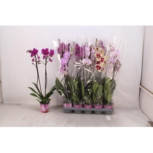 PHAL GEM 5 KL