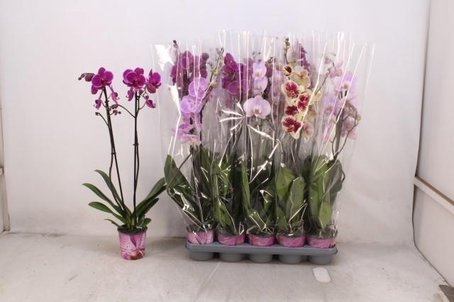 <h4>PHAL GEM 5 KL</h4>