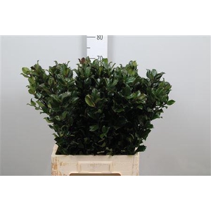 Ilex Bl M Blu Prince
