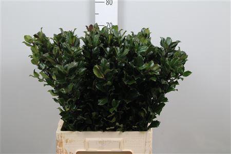 <h4>Ilex Bl M Blu Prince</h4>