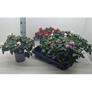 RHODO SI GEM