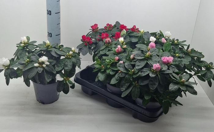 <h4>RHODO SI GEM</h4>