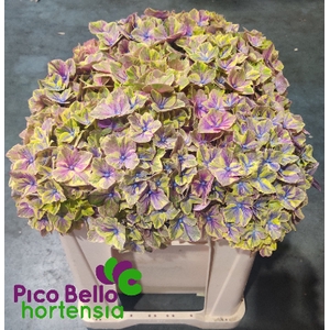 Hydrangea samurai
