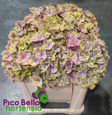 <h4>Hydrangea samurai</h4>