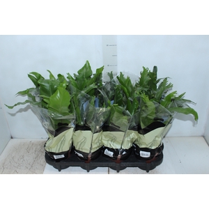 ASPLENIUM VARIADO P14