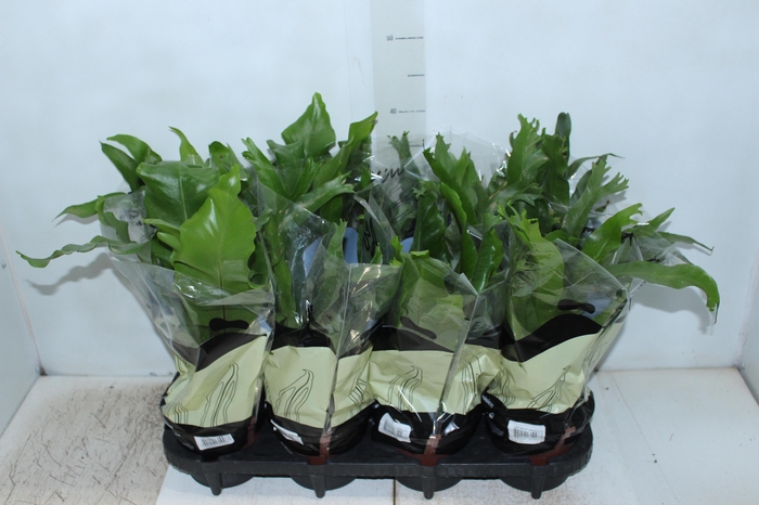 <h4>ASPLENIUM VARIADO P14</h4>