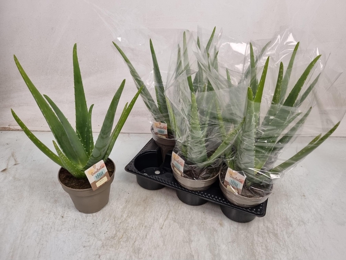 <h4>ALOE VERA</h4>