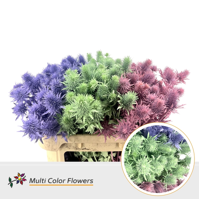 <h4>Eryngium Pastel Mix</h4>