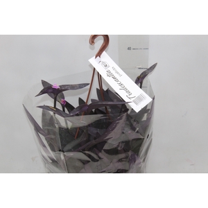 TRADESCANTIA PALLIDA C21
