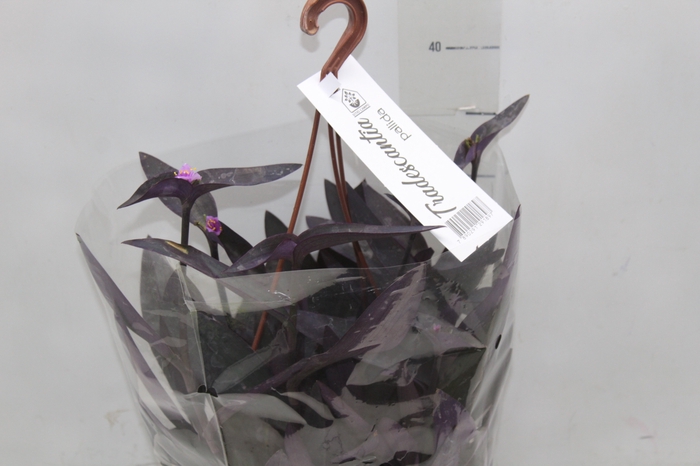 TRADESCANTIA PALLIDA C21