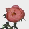 Paeonia coral charm