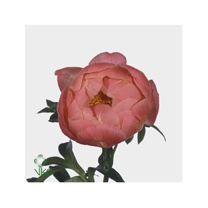 Paeo L Coral D Ambre