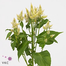 Celosia Celway White