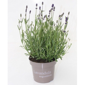 Lavandula Hidcote P&PURE Collection