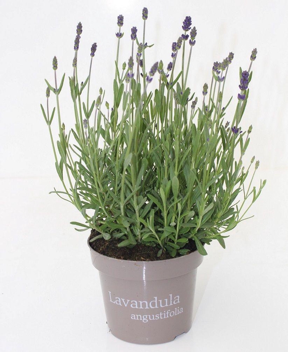 <h4>Lavandula Hidcote P&PURE Collection</h4>