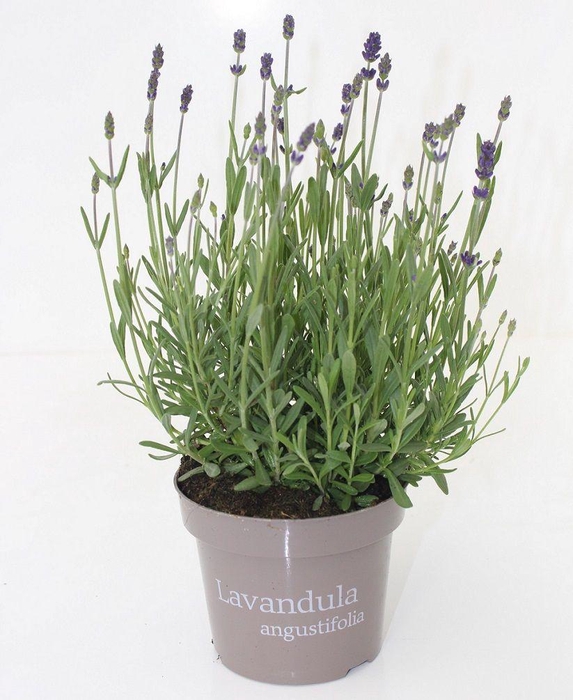 <h4>Lavandula Hidcote P&PURE Collection</h4>