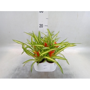 Guzmania  'Ice Cream'