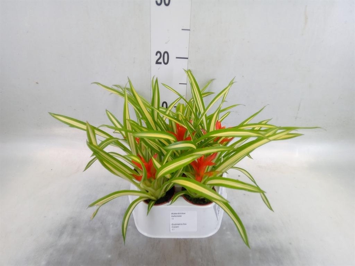 <h4>Guzmania  'Ice Cream'</h4>