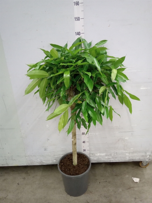 Ficus binn. 'Amstel King'