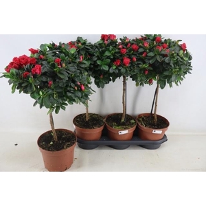 RHODO OV