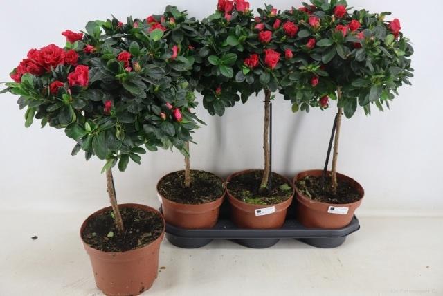 <h4>RHODO OV</h4>