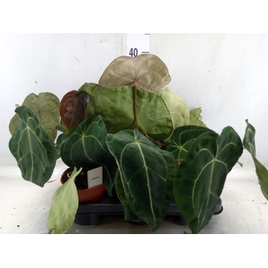 Anthurium   ...