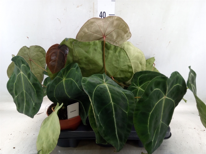 <h4>Anthurium   ...</h4>