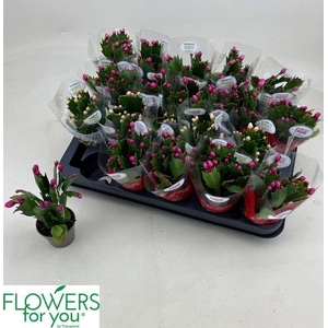 MINI SCHLUMBERGERA MIX P6