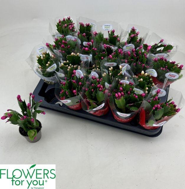 <h4>MINI SCHLUMBERGERA MIX P6</h4>