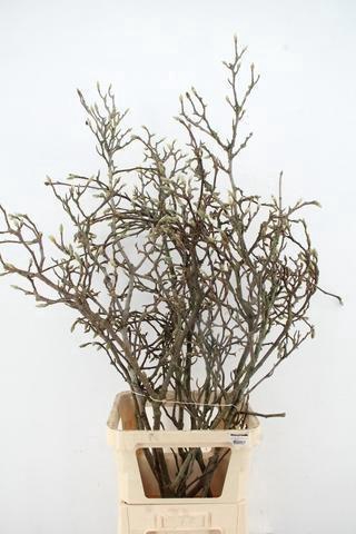 <h4>MAGNOLIA GRILLIG PER STEM 120CM</h4>