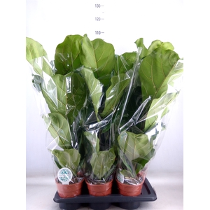 Ficus lyrata